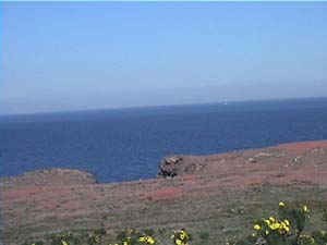 <center>Iceplant on Anacapa Island</center>