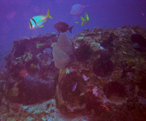 Cancun Reef Balls (photo courtesy of the Reef Ball Foundation)