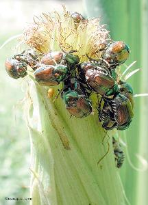 <b> Japanese beetles eating corn </b>