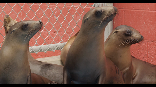 <i>Pacific Marine Mammal Center</i>