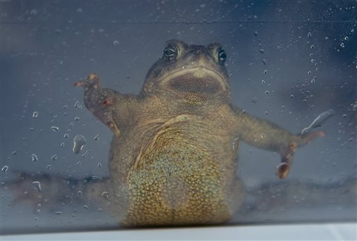 An adult Wyoming toad holds itself up in a plastic bin on before being released at the Buford Foundation Ranch as part of the U.S. Fish and Wildlife and Saratoga National Fish Hatchery's Cooperative Recovery Initiative project, Wednesday, June 1, 2016, in Laramie, Wyo. Wildlife officials are releasing more than 900 toads in Wyoming, saying they could help researchers find ways for the endangered species and other amphibians to resist a devastating fungus. (Jeremy Martin/Laramie Daily Boomerang via AP)