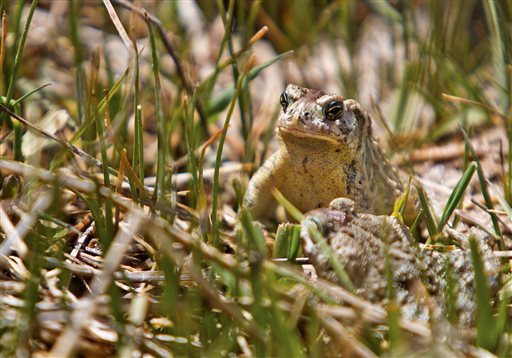 A pair of adult Wyoming toads make their way through a wetland area Wednesday, June 1, 2016, after being released at the Buford Foundation Ranch as part of the U.S. Fish and Wildlife and Saratoga National Fish Hatchery's Cooperative Recovery Initiative project, near Laramie, Wyo. Wildlife officials are releasing more than 900 toads in Wyoming, saying they could help researchers find ways for the endangered species and other amphibians to resist a devastating fungus.