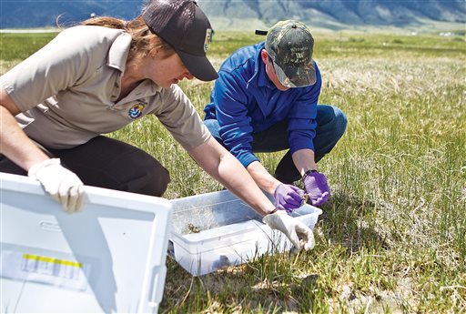 Heidi Meador with the Saratoga National Fish Hatchery and Doug Keinath with the U.S. Fish and Wildlife Environmental Service Office release adult Wyoming toads Wednesday, June 1, 2016, in a wetland at the Buford Foundation Ranch, near Laramie, Wyo. Wildlife officials are releasing more than 900 toads in Wyoming, saying they could help researchers find ways for the endangered species and other amphibians to resist a devastating fungus. (Jeremy Martin/Laramie Daily Boomerang via AP)