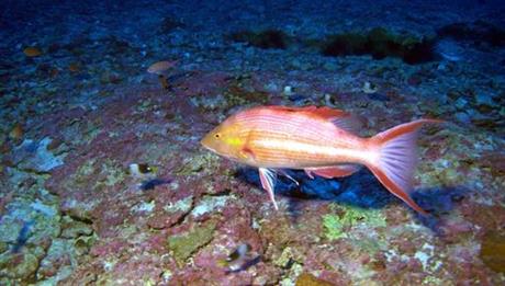 This photo provided by Bishop Museum and NOAA shows a male Hawaiian Pigfish, one of the deep-water fishes never before seen by divers, found during a 25-day research expedition from May 22 to June 15, 2016, in the waters in the Northwestern Hawaiian Islands. Researchers in Hawaii have discovered three probable new species of fish while on an expedition in the protected waters of the Papahanaumokuakea Marine National Monument. (Richard Pyle/Bishop Museum and NOAA via AP)