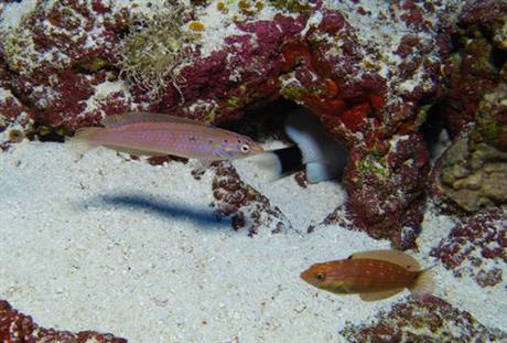 This photo provided by Bishop Museum and NOAA shows a wrasse, left, one of deep-water fishes never before seen by divers, found during a 25-day research expedition from May 22 to June 15, 2016, in the waters in the Northwestern Hawaiian Islands. Researchers in Hawaii have discovered three probable new species of fish while on an expedition in the protected waters of the Papahanaumokuakea Marine National Monument. (Richard Pyle/Bishop Museum and NOAA via AP)
