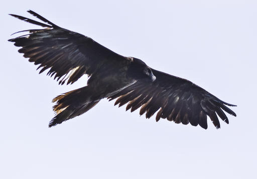 In this July 19, 2016, image provided by the Romanian Ornithological Society, a rare bearded vulture flies near Baia-Mare, Romania, the first time the rare bone-eating bird has been spotted here in more than 80 years. The bird, called Adonis, was born in captivity in the Czech Republic in 2014, in a European breeding program. (Sebastian Bugariu/Romanian Ornithological Society via AP)