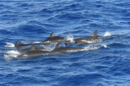 In this July 4, 2016 photo provided by the National Oceanic and Atmospheric Administration, false killer whales swim off the coast of Oahu, Hawaii. Researchers returning from a 30-day expedition to study whales and dolphins around the Hawaiian islands are looking for clues to help sustain healthy populations of the marine mammals. NOAA scientists told reporters Thursday, July 28, 2016 that gathering data on the animals is often difficult, especially around the windward coasts of the Hawaiian Islands. (NOAA via AP)
