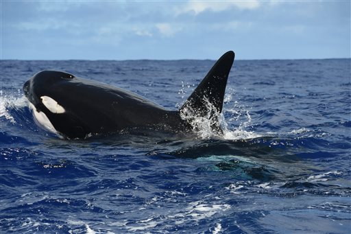 In this July 13, 2016 photo provided by the National Oceanic and Atmospheric Administration, killer whales swim off the coast of Maui, Hawaii. Researchers returning from a 30-day expedition to study whales and dolphins around the Hawaiian islands are looking for clues to help sustain healthy populations of the marine mammals. NOAA scientists told reporters Thursday, July 28, 2016 that gathering data on the animals is often difficult, especially around the windward coasts of the Hawaiian Islands. (NOAA via AP)