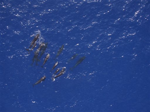 In this July 1, 2016 photo provided by the National Oceanic and Atmospheric Administration, a pilot whales swim off the coast of Hawaii. Researchers returning from a 30-day expedition to study whales and dolphins around the Hawaiian islands are looking for clues to help sustain healthy populations of the marine mammals. NOAA scientists told reporters Thursday, July 28, 2016 that gathering data on the animals is often difficult, especially around the windward coasts of the Hawaiian Islands. (NOAA via AP)