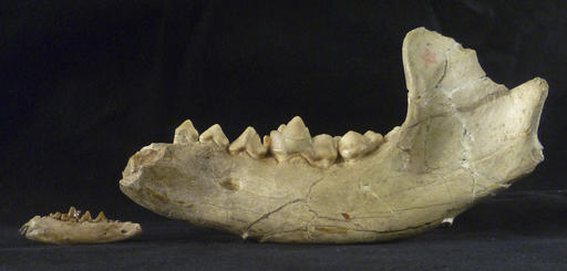 This undated photo provided by Susumu Tomiya and The Field Museum in Chicago shows the lower jaw of a birddog, left, and is about 16 million years old. In comparison, the bigger beardog jaw is about the size of the modern black bear's. For decades the two sets of fossilized carnivore jaw bones sat in a drawer in the museum, largely unnoticed. Now the scientist who grew curious about them has established with a colleague that that the fossils belonged to an early, long-extinct relative of dogs, foxes and weasels known as beardogs. (Susumu Tomiya/The Field Museum via AP)