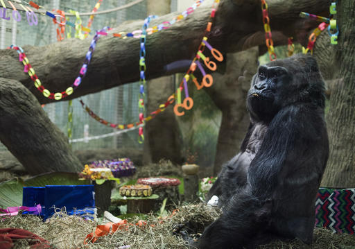 Colo, the nation's oldest living gorilla, sits inside of her enclosure during her 60th birthday party at the Columbus Zoo and Aquarium, Thursday, Dec. 22, 2016 in Columbus, Ohio. Colo was the first gorilla in the world born in a zoo and has surpassed the usual life expectancy of captive gorillas by two decades. Her longevity is putting a spotlight on the medical care, nutrition and up-to-date therapeutic techniques that are helping lengthen zoo animals' lives. (AP Photo/Ty Wright)