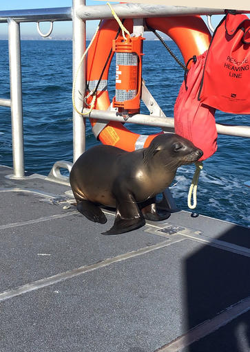 In this Saturday, Jan. 14, 2017 photo released by the U.S. Coast Guard Station Los Angeles, a sea lion hitches a ride on a US Coast Guard boat crew off the coast of Newport Beach, Calif. Officials say the juvenile sea lion was so happy to be rescued after getting hooked by fishing gear off Southern California, it happily jumped into a Coast Guard boat. The animal was handed off to a crew from the Pacific Marine Mammal Center, which brought the sea lion to its rescue facility. (U.S. Coast Guard via AP)