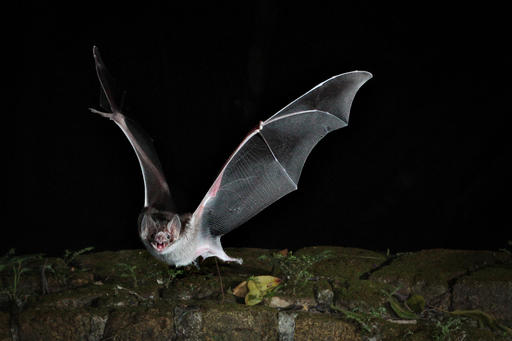 This photo provided by Andrea Rummel, Brown University, shows a bat. A three-ounce flying robot mimics the unique and more flexible way bats fly, this new robot prototype can do a better and safer job getting into disaster sites and scoping out construction zones than those bulky drones with spinning rotors, said the three authors of a study released Wednesday, Feb. 1, 2017, in the journal Science Robotics. (Andrea Rummel/Brown University... via AP)