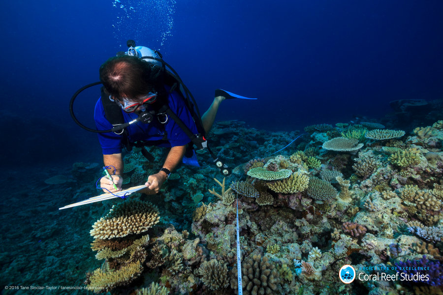 Scientist Andrew Baird surveys healthy reefs off the coast of Australia between Mackay and Townsville in October 2016. (Tane Sinclair-Taylor/ARC Centre of Excellence for Coral Reef Studies)