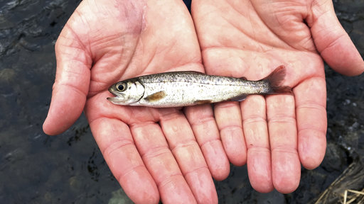 In this Thursday, March 9, 2017 photo, a juvenile coho salmon is held by a fish biologist from the Oregon Department of Fish and Wildlife, after 500,000 smolts were released into the Lostine River in northeastern Oregon. The release is part of a project to restore coho salmon to the Snake River Basin, where they haven't been seen for more than 30 years. The fish were trucked from a hatchery outside Portland 300 miles inland to the Lostine River in a joint project by the Nez Perce tribe and state wildlife officials. (AP Photo/Gillian Flaccus)