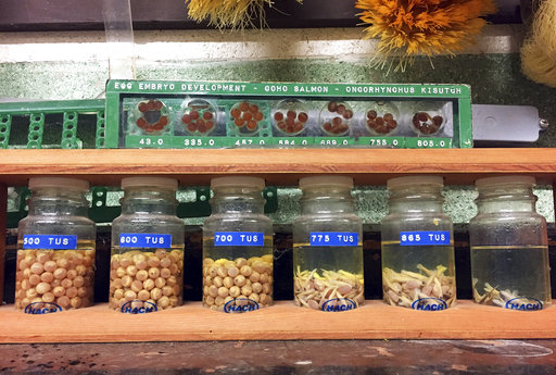 In this Thursday, March 9, 2017 photo, a display shows the different stages of coho salmon eggs at the Cascade Fish Hatchery in Cascade Locks, Ore. The Nez Perce tribe and the Oregon Department of Fish and Wildlife worked together to restore 500,000 juvenile coho salmon to the Snake River Basin in northeastern Oregon, where they haven't been seen for more than 30 years. The fish were raised at the Cascade Fish Hatchery. (AP Photo/Gillian Flaccus)