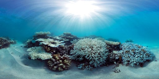 This May 2016 photo released by The Ocean Agency/XL Catlin Seaview Survey shows coral that has bleached white due to heat stress in the Maldives. Coral reefs, unique underwater ecosystems that sustain a quarter of the world's marine species and half a billion people, are dying on an unprecedented scale. Scientists are racing to prevent a complete wipeout within decades. (The Ocean Agency/XL Catlin Seaview Survey via AP)