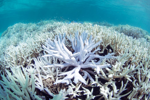 This March 2016 photo released by The Ocean Agency/XL Catlin Seaview Survey shows coral bleached white by heat stress in New Caledonia. Coral reefs, unique underwater ecosystems that sustain a quarter of the world's marine species and half a billion people, are dying on an unprecedented scale. Scientists are racing to prevent a complete wipeout within decades. (The Ocean Agency/XL Catlin Seaview Survey via AP)