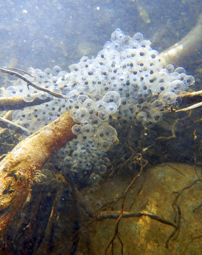 This March 17, 2017 photo provided by the National Park Service shows an egg mass from the California red-legged frog (Rana draytonii), found in a stream in the Santa Monica Mountains near Los Angeles. The discovery involving the rare frog has researchers hopping for joy. The NPS says the egg masses from the frog are evidence that the endangered species is reproducing. (National Park Service via AP)