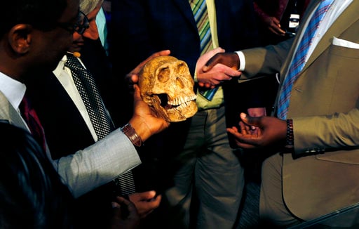A replica skull of a species belonging to the human family tree whose remnants were first discovered in a South African cave in 2013 is held at the unveiling at the Maropeng Museum, near Magaliesburg, South Africa, Tuesday, May 9, 2017. The species lived several hundred thousand years ago, indicating the creature was alive at the same time as the first humans in Africa, scientists said Tuesday. (AP Photo/Denis Farrell)