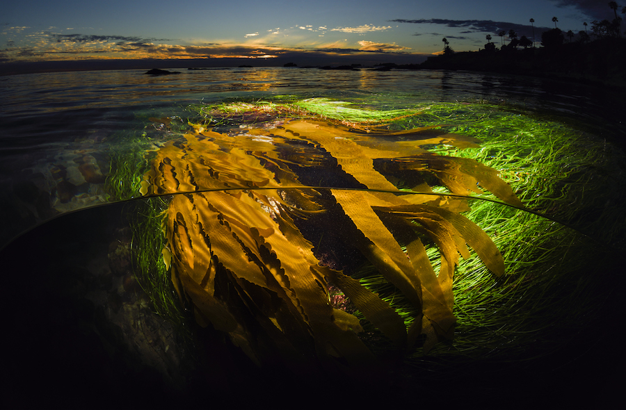 A Kelp Perspective by Sean Hunter Brown - 3rd prize winner professional division