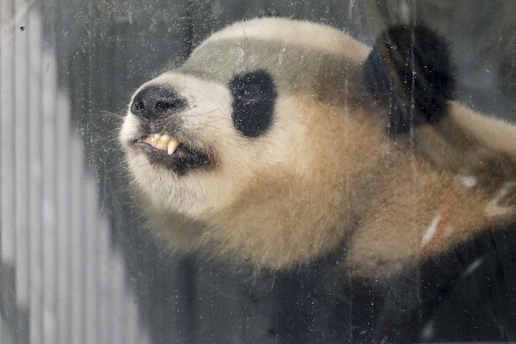 Giant panda Jiao Qing looks out of its container during a presentation after the arrival from China at the airport Schoenefeld near Berlin, Saturday, June 24, 2017. Two giant pandas from China have landed safely in Berlin where they are being welcomed by the German capital's mayor and the Chinese ambassador. Meng Meng and Jiao Qing were treated like royalty on their 12-hour-flight from Chengdu in southwestern China — their entourage included a Berlin veterinarian, two Chinese zookeepers and traveling press. The German capital is going nuts over the cute bears, which will first be presented to the public at the zoo on July 6. (AP Photo/Markus Schreiber)