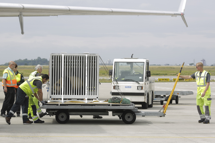 Airport ground staff members move the container carrying the giant panda Meng Meng after the arrival from China at the airport Schoenefeld near Berlin, Saturday, June 24, 2017. Two giant pandas from China have landed safely in Berlin where they are being welcomed by the German capital's mayor and the Chinese ambassador. Meng Meng and Jiao Qing were treated like royalty on their 12-hour-flight from Chengdu in southwestern China — their entourage included a Berlin veterinarian, two Chinese zookeepers and traveling press. The German capital is going nuts over the cute bears, which will first be presented to the public at the zoo on July 6. (AP Photo/Markus Schreiber)