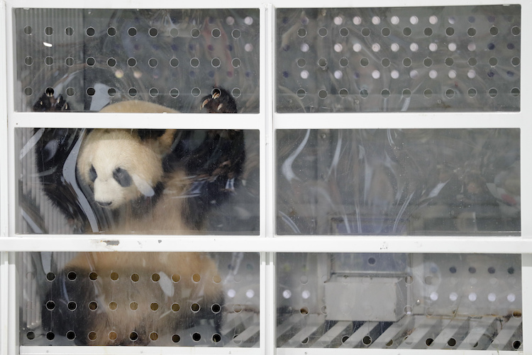 Giant panda Meng Meng looks out of its container during a presentation after the arrival from China at the airport Schoenefeld near Berlin, Saturday, June 24, 2017. Two giant pandas from China have landed safely in Berlin where they are being welcomed by the German capital's mayor and the Chinese ambassador. Meng Meng and Jiao Qing were treated like royalty on their 12-hour-flight from Chengdu in southwestern China — their entourage included a Berlin veterinarian, two Chinese zookeepers and traveling press. The German capital is going nuts over the cute bears, which will first be presented to the public at the zoo on July 6. (AP Photo/Markus Schreiber)