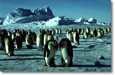 Emperor Penguins (awi-bremerhaven.de)