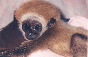 Gibbon (IPPl Website)