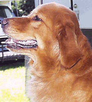 <a href=http://www.lovemypet.com.au/images/43_head_picture.gif>This is a picture of what Bailey looks like.</a>