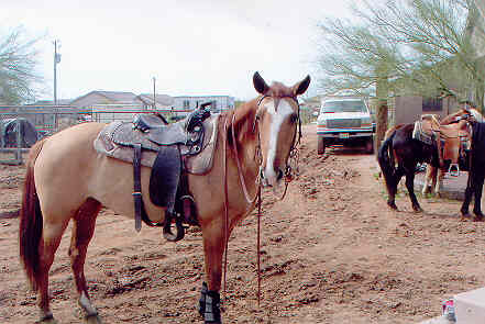 Alison's New Horse, Bolero. (Home)