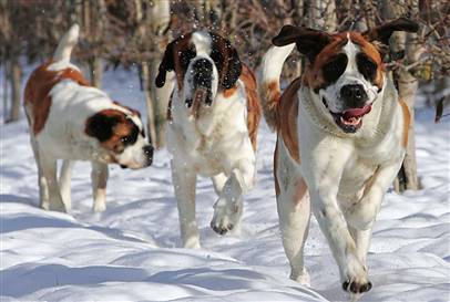 3 St. Bernard dogs running in the snow (Site, msnbcmedia2.msn.com)