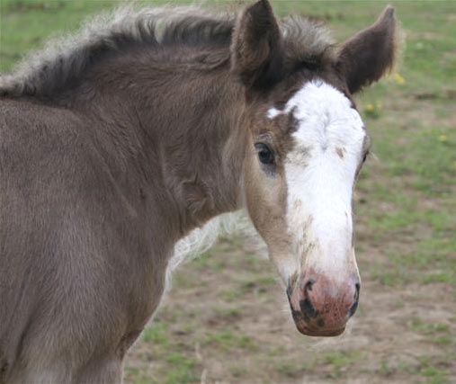 Troy at a couple of weeks of age. He's just a baby.