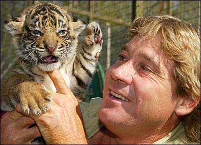 Steve Irwin gently holding a baby tiger (www.newsmig.bbc.co.uk/media/images/42046000/jpg/_42046896_irwintiger_picgall.jpg)