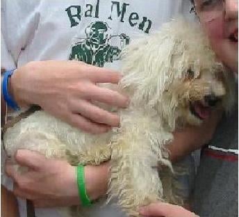 Bailey's Adoption Day (SPCA - Family Member Took It)
