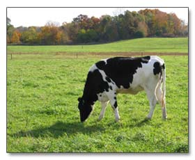 Michigan State University The Dairy Teaching and Research Center