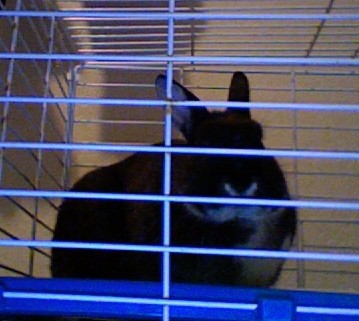 Alumi sitting in a rabbit cage (I took the picture)