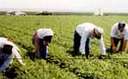 Some of the immigrant farm workers working (http://www.ask.com/pictures?<br>q=Cesar+Chavez&<br>search=&qsrc=0&o=0&l=dir)