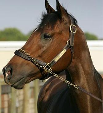 this is a picture of Barbaro's face with his halt (www.buckdopp.com)