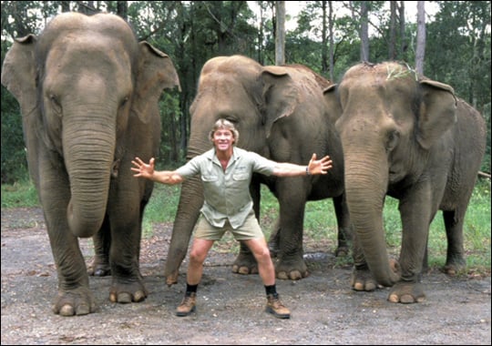 Steve Irwin With Animals