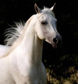 Arabian Horse (http://www.exponm.com/ns/admin/calendar/EventPics/9_Th_arabian_copy.jpg)