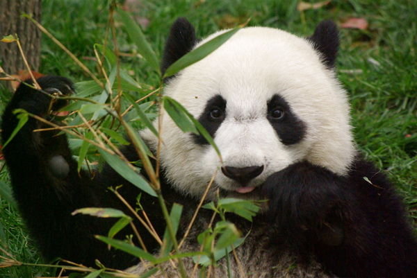 Giant Panda eating (travelblog.org)