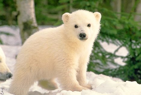Polar Bear Cub (pissedonpolitics.com)