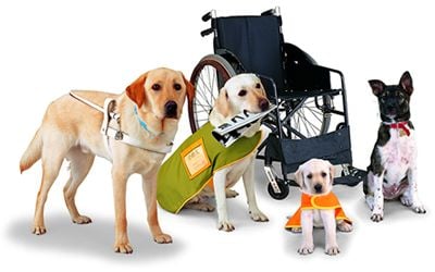 (servicedog.com)