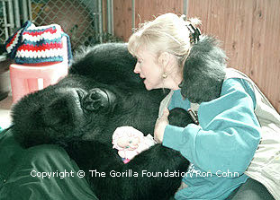 Koko really loves Penny. She is like her mother.<br> (http://koko.org/world/pics_g1.html)