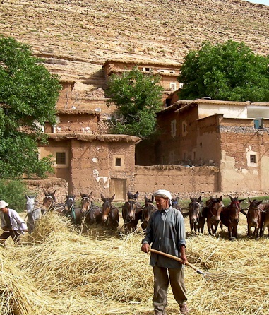 Village farmer (http://www.terresoubliees.com/upload/images/original/maroc_paysans_atlas.jpg)
