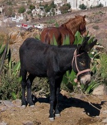 Donkeys of the village (http://pixession.canalblog.com/images/Ane.jpg)