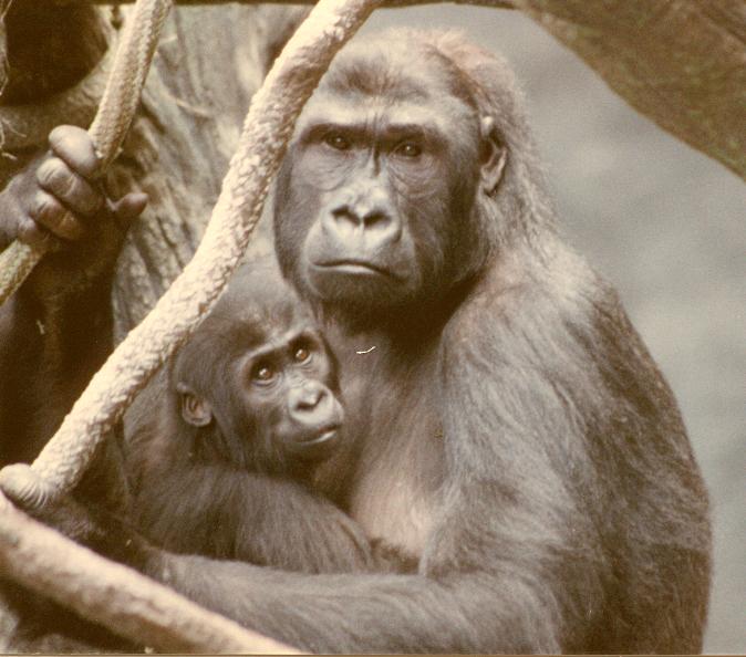 This is Koola and Binti. (Google Images)