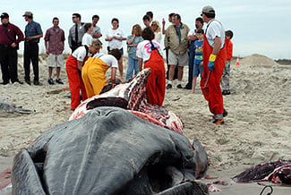 Experts conduct a necropsy and collect the whale's skeleton. (NOAA)
